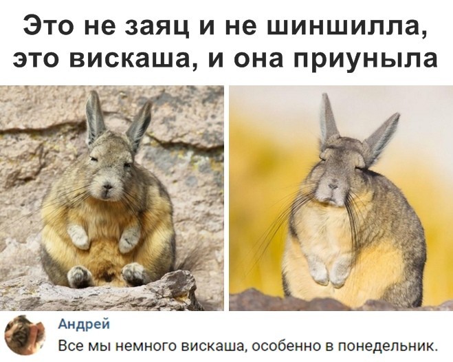 Новые мемы и скриншоты из социальных сетей (35 фото)