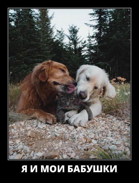 Популярные демотиваторы