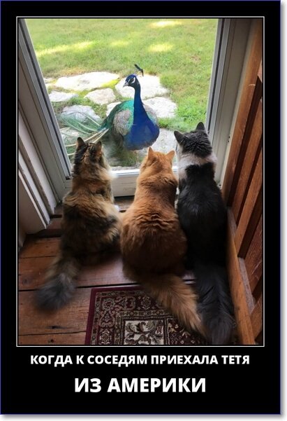 Новые демотиваторы 2019 года