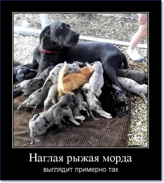 Злобные демотиваторы