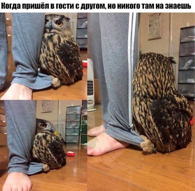 Подборка мемасиков и картинок (20 фото)