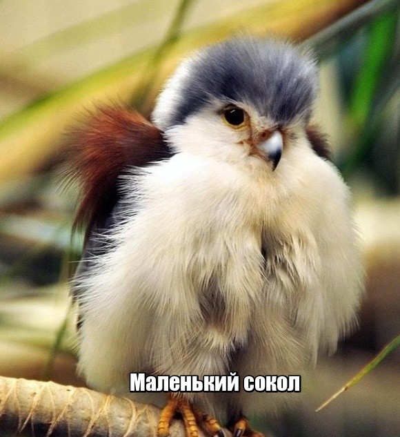 И снова смешные картинки (20 фото)