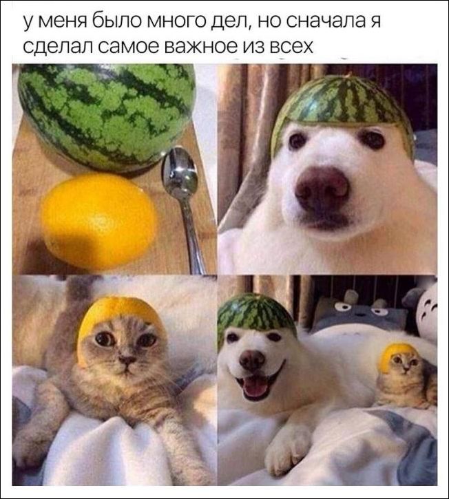 Подборка фото-приколов с надписями (89 фото)