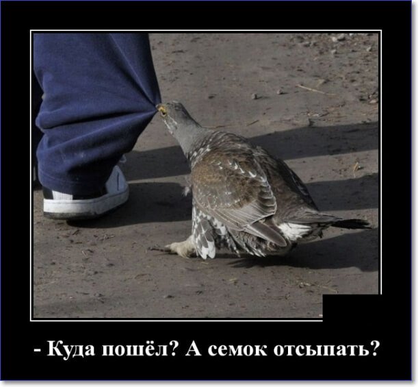 Забавные и очень смешные демотиваторы про девушек и не только