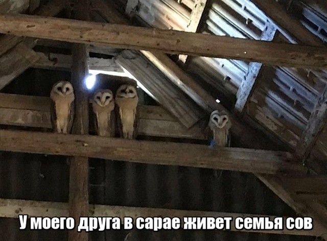 Подборка разных прикольных картинок (20 фото)