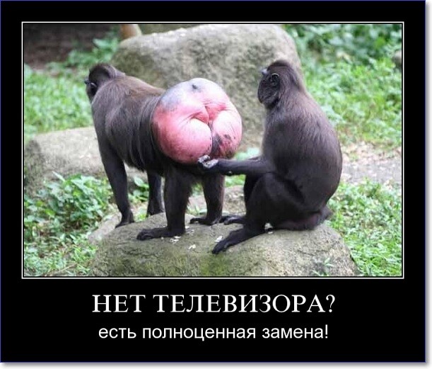 Прикольные демотиваторы Прикольные демотиваторы