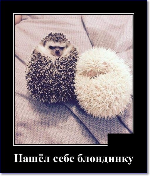 Кайфологовые демотиваторы