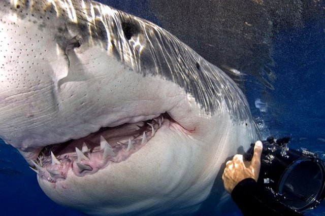 Подборка фото-приколов с надписями (89 фото)