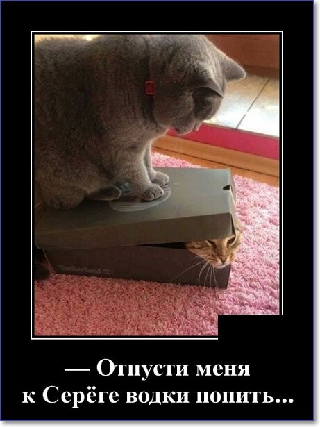 Прикольные демотиваторы, которые можно скачать