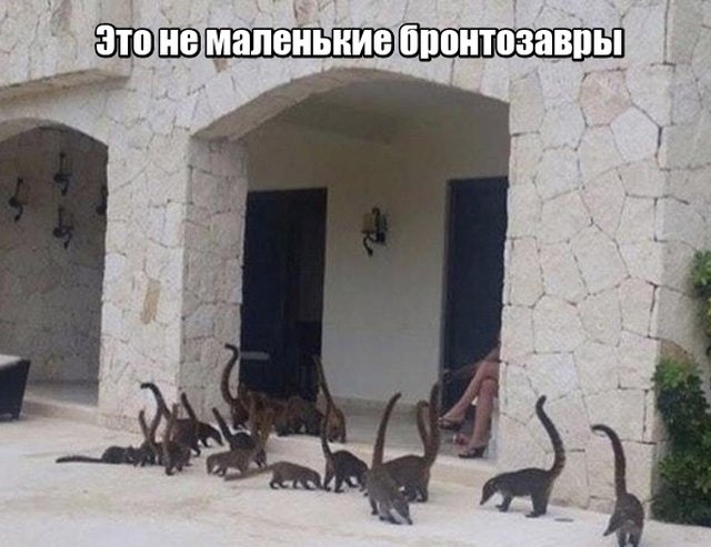 Подборка прикольных фотографий (86 фото)