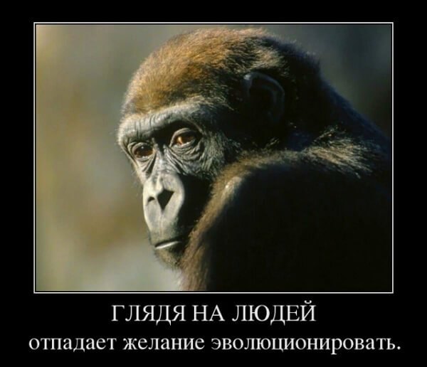 Популярные демотиваторы