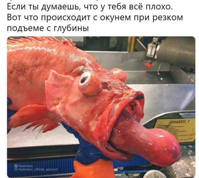 Мемы и смешные картинки без смысловой нагрузки (32 фото) Мемы и смешные картинки без смысловой нагрузки (32 фото)