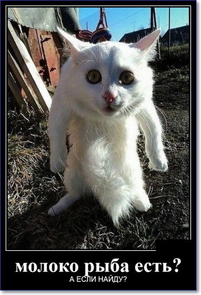 Прикольные демотиваторы, которые можно скачать