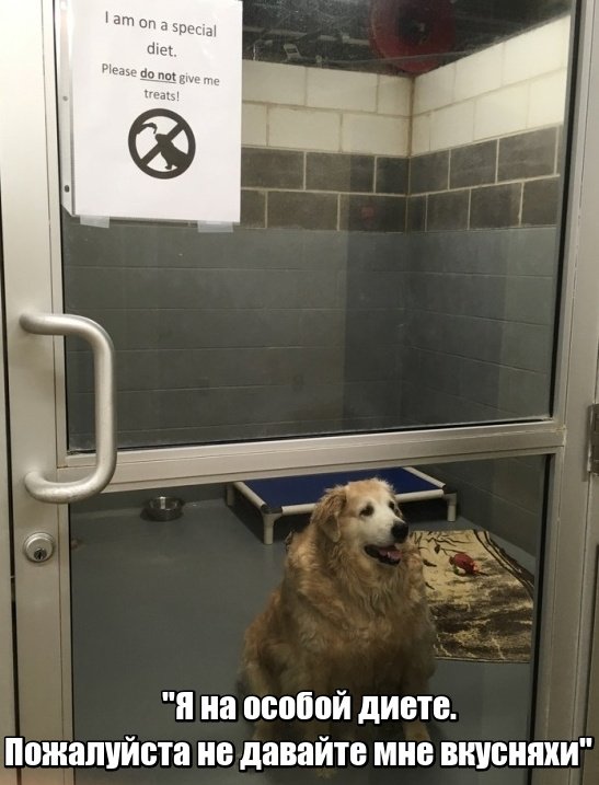 Подборка фото-приколов с надписями (89 фото)