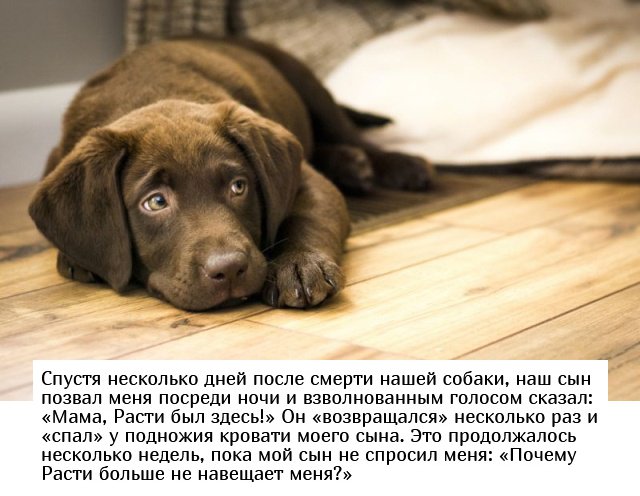 Родители о пугающих фразах детей (15 фото) Родители о пугающих фразах детей (15 фото)