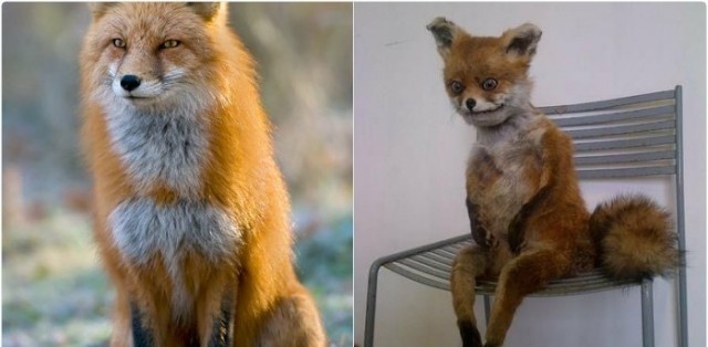 Мемы на флешмоб “10YearChallenge” (22 фото)