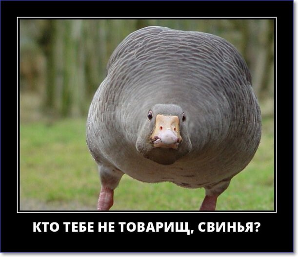 Злобные демотиваторы