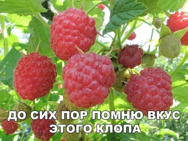 Юмор и шутки в соцсетях без особого смысла (30 фото) Юмор и шутки в соцсетях без особого смысла (30 фото)