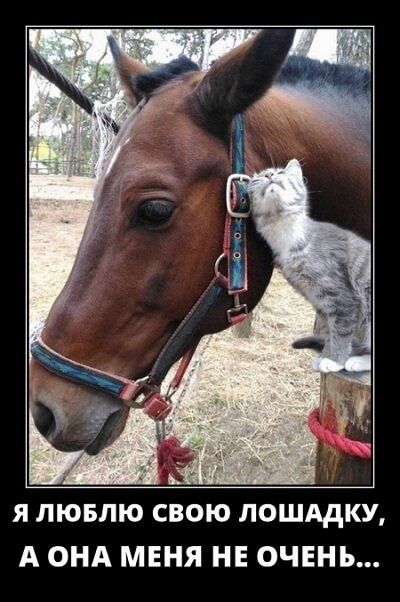 Фото русский демотиватор