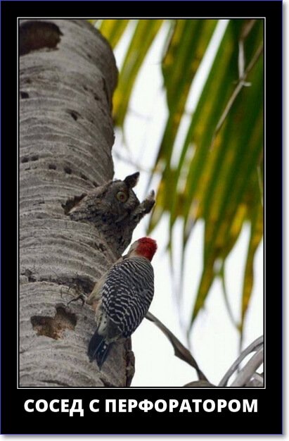 Злобные демотиваторы