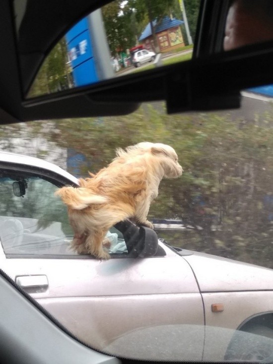 Подборка мемасиков и картинок (20 фото)