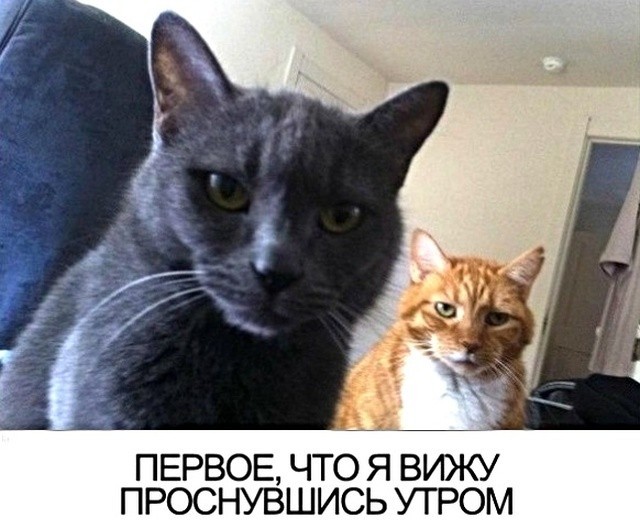 Юмор и шутки с просторов всей сети (25 фото) Юмор и шутки с просторов всей сети (25 фото)