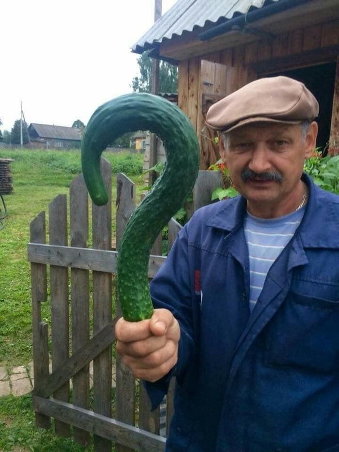 Мужчина показал свой огурец и стал героем мемов (16 фото) Мужчина показал свой огурец и стал героем мемов (16 фото)