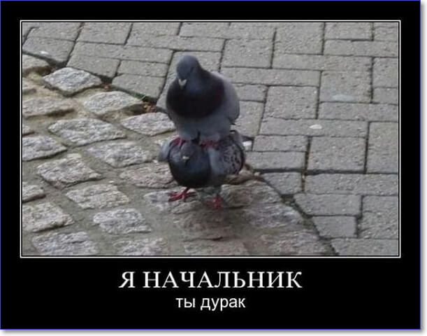 Прикольные демотиваторы Прикольные демотиваторы