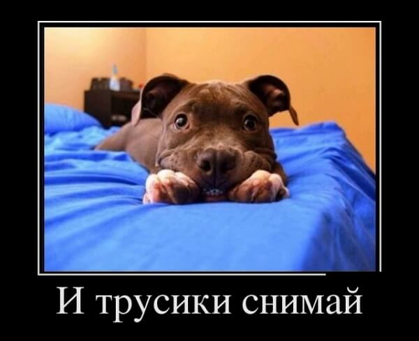 Популярные демотиваторы