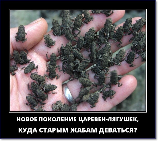 Прикольные демотиваторы, которые можно скачать