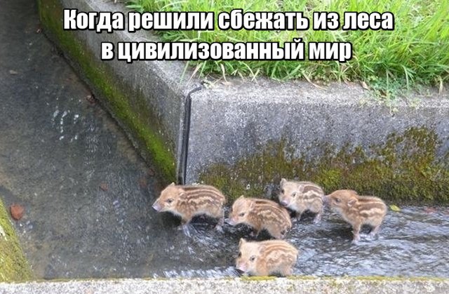 Подборка фото-приколов с надписями (89 фото)