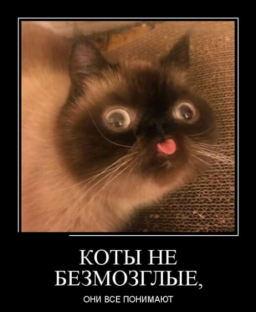 Фото русский демотиватор