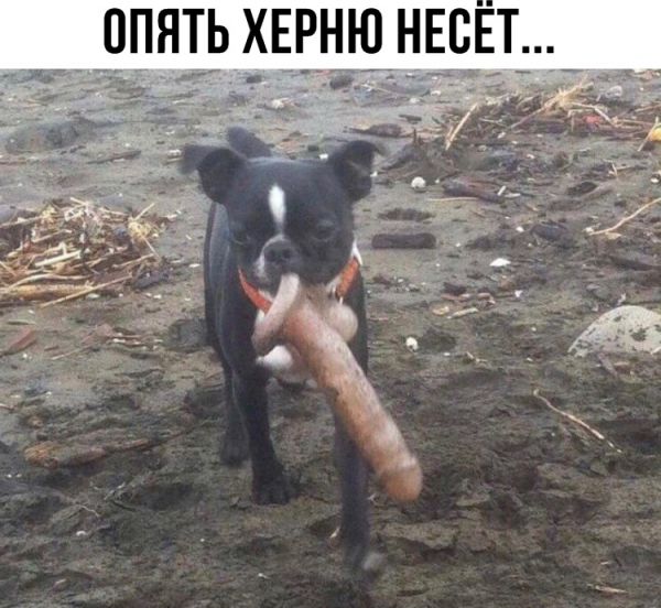 Свежие мемы и прикольные картинки с надписями (20 картинок)