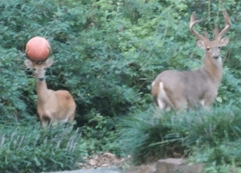 Доказательства того, что человек не заслужил нашу Планету (16 фото)