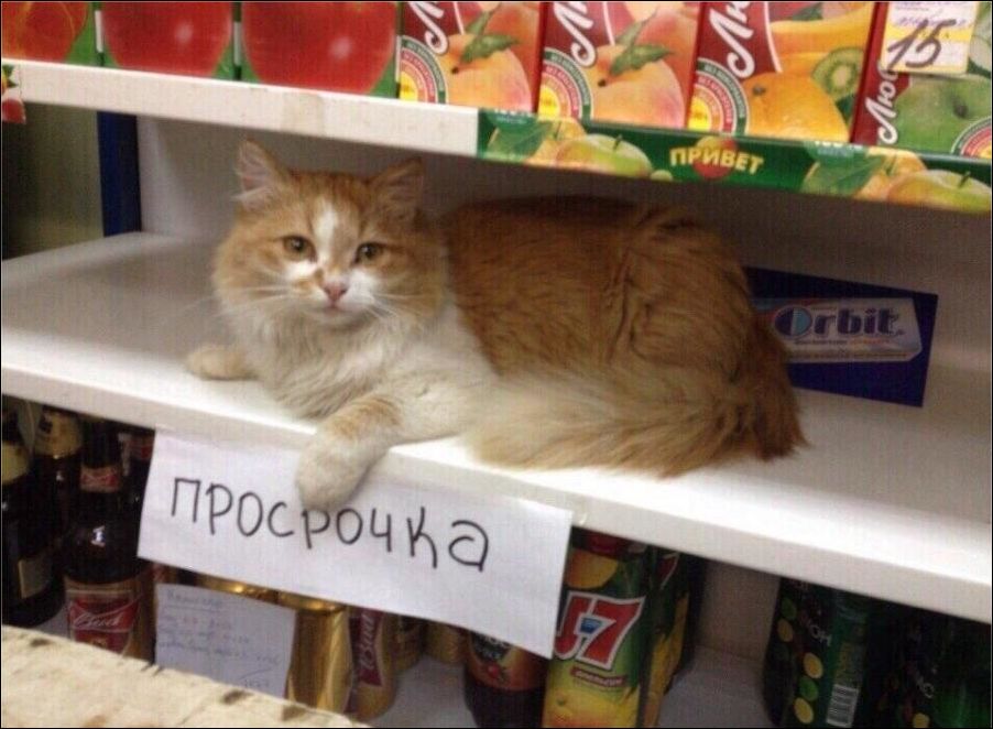 Прикольные надписи и объявления (16 фото)