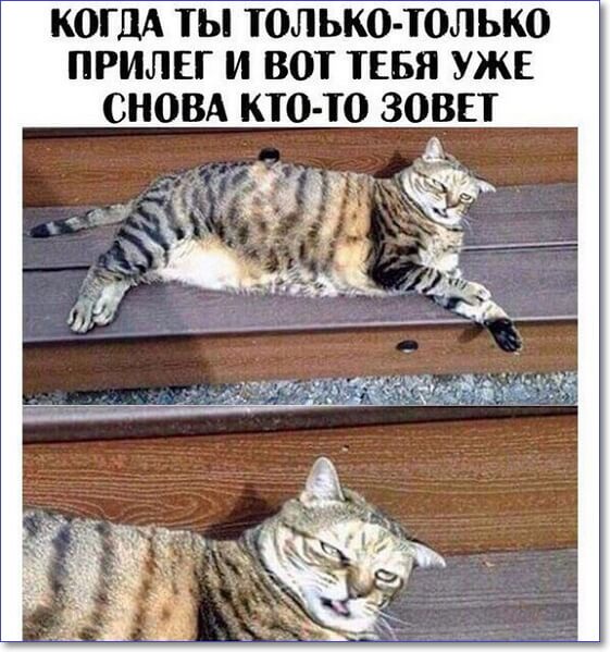 Смешные фото