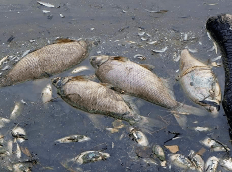 Доказательства того, что человек не заслужил нашу Планету (16 фото)