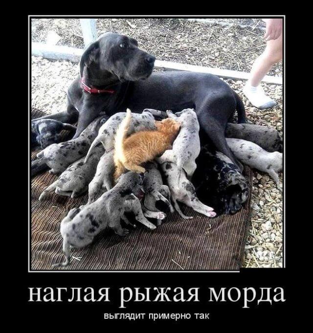 Прикольные демотиваторы (20 штук)