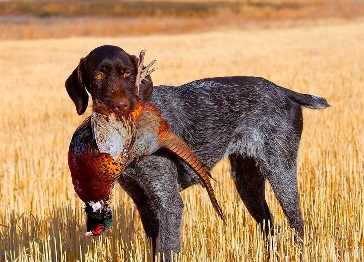 Грызла 20 минут: охотничья собака напала на трехлетнего ребенка прямо на детской площадке (7 фото) Грызла 20 минут: охотничья собака напала на трехлетнего ребенка прямо на детской площадке (7 фото)