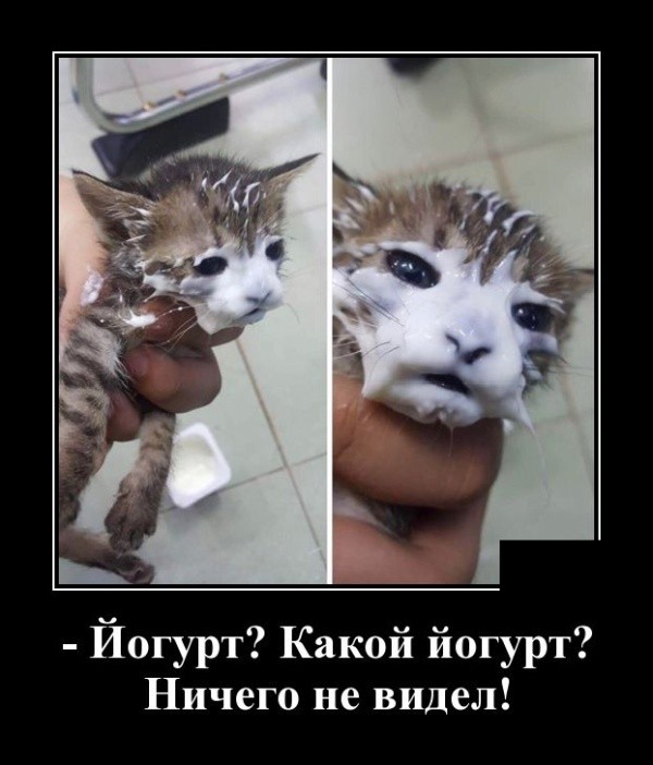 Демотиваторы мая 2019 года Демотиваторы мая 2019 года