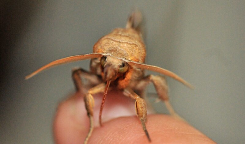 Вампиры нашего времени (6 фото)