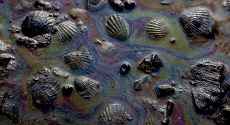 Доказательства того, что человек не заслужил нашу Планету (16 фото)