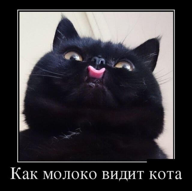 Прикольные картинки демотиваторы Прикольные картинки демотиваторы