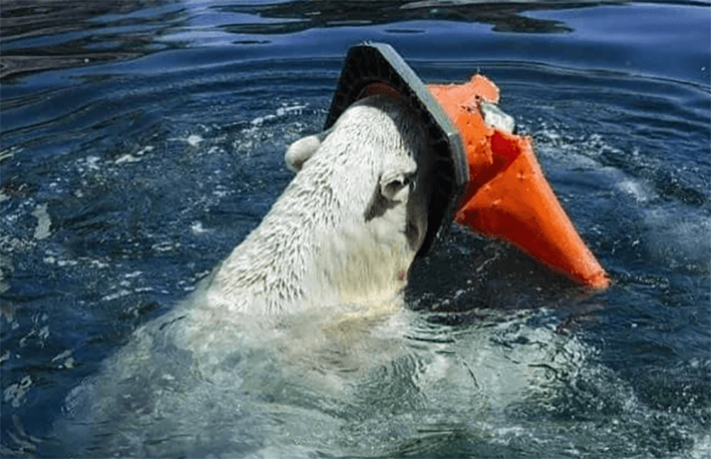 Доказательства того, что человек не заслужил нашу Планету (16 фото)