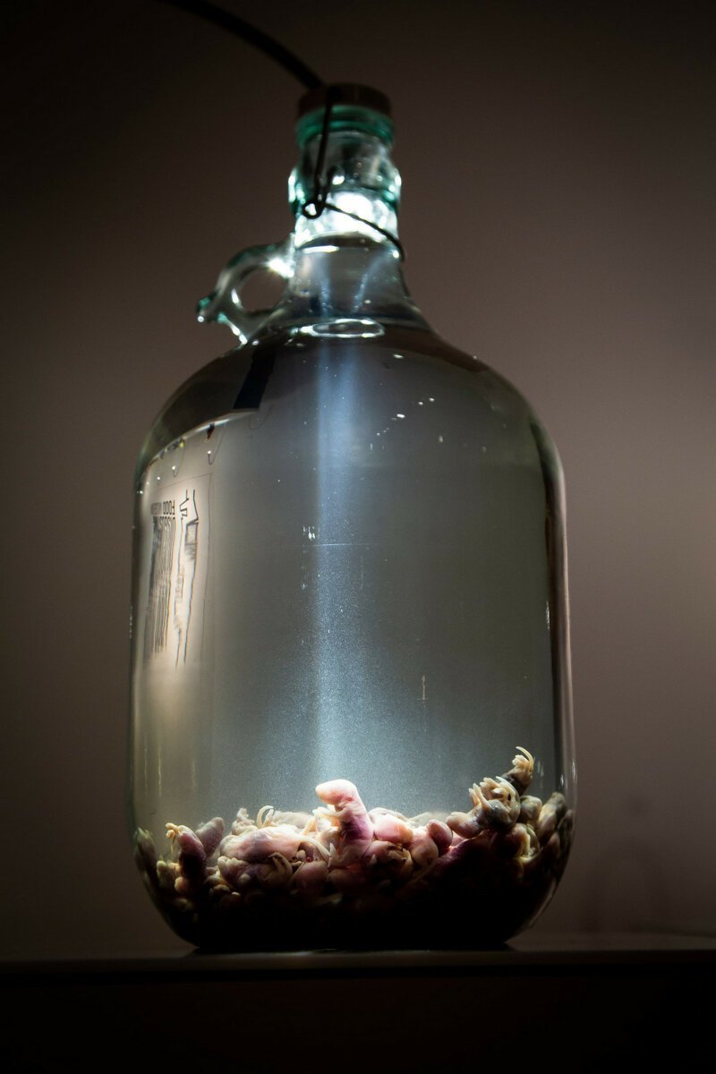 Музей отвратительной еды выставляет экзотические деликатесы (13 фото) Музей отвратительной еды выставляет экзотические деликатесы (13 фото)