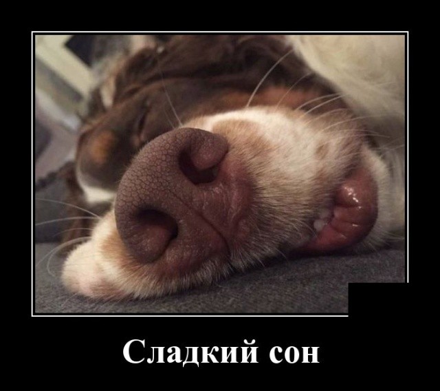 Демотиваторы мая 2019 года Демотиваторы мая 2019 года