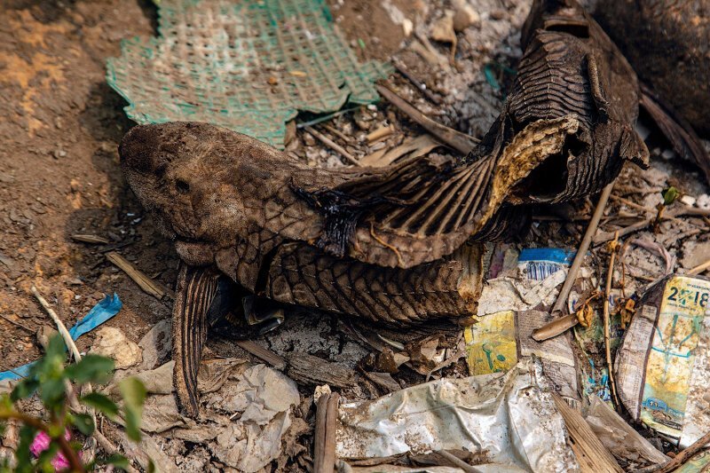 Читарум: как выглядит самая грязная река планеты (18 фото) Читарум: как выглядит самая грязная река планеты (18 фото)