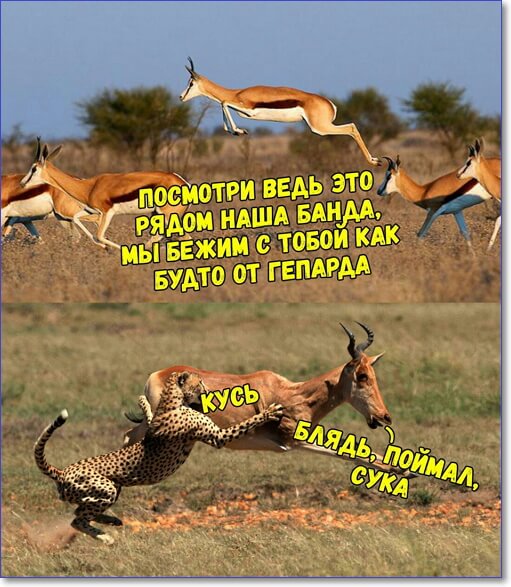 Смешные фото