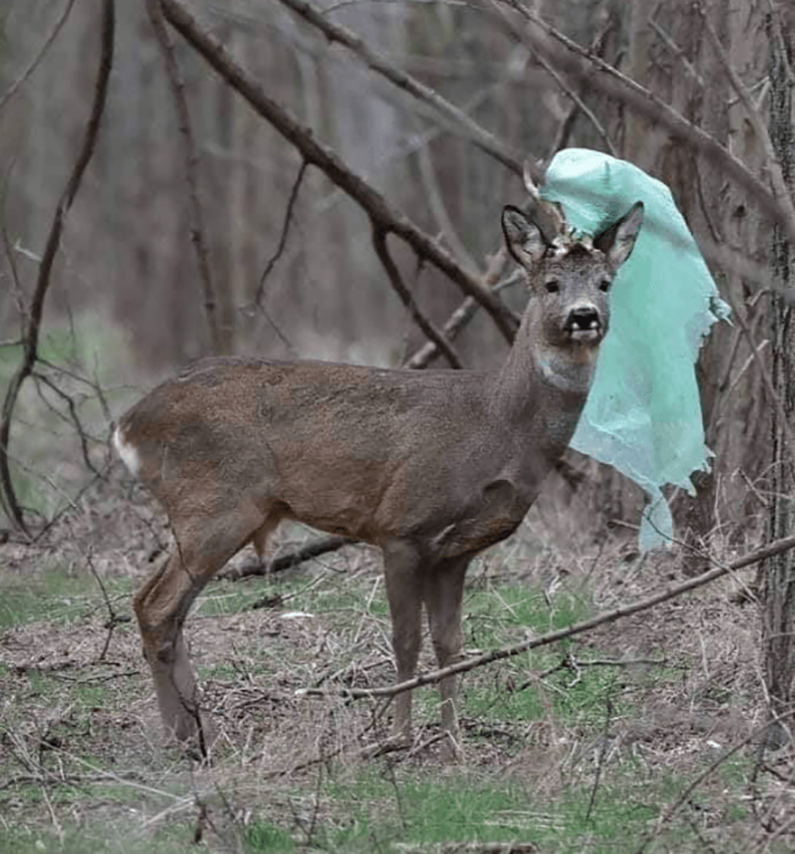 Доказательства того, что человек не заслужил нашу Планету (16 фото)