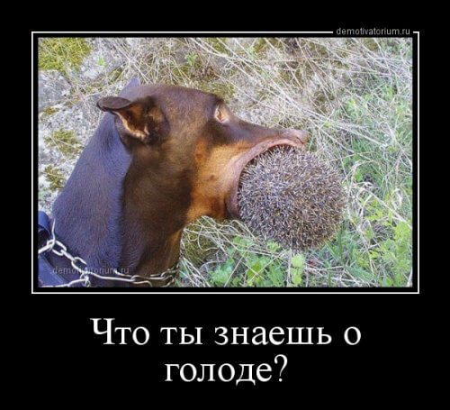 Прикольные демотиваторы на любой вкус (20 фото) Прикольные демотиваторы на любой вкус (20 фото)